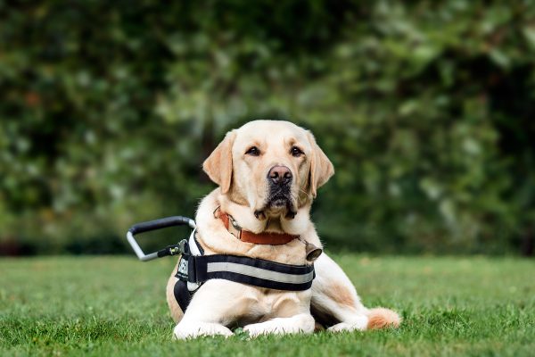 guide-dog-labrador-retriever-2-years-old-in-park-DLG2RME.jpg